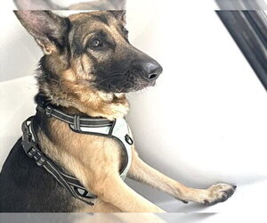 German Shepherd Dog Dogs for adoption in Houston, TX, USA