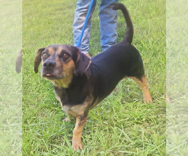 Medium Photo #3 Dachsahoula Puppy For Sale in Wetumpka, AL, USA