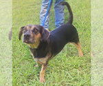Small Photo #3 Dachsahoula Puppy For Sale in Wetumpka, AL, USA