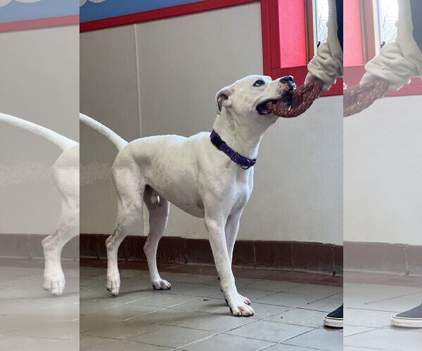 Medium Photo #6 Masti-Bull Puppy For Sale in Westwood, NJ, USA