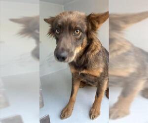 Siberian Husky-Unknown Mix Dogs for adoption in Houston, TX, USA