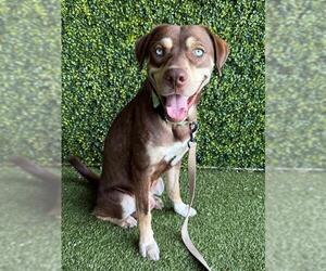 Labrador Retriever-Unknown Mix Dogs for adoption in Naples, FL, USA