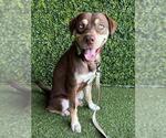 Small Labrador Retriever Mix