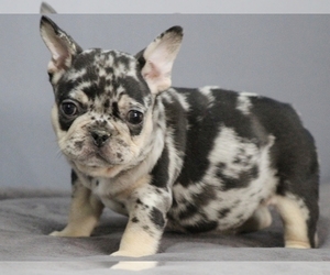 French Bulldog Puppy for sale in BOSTON, MA, USA