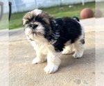 Small Photo #2 Shih Tzu Puppy For Sale in CHARLOTTE, NC, USA