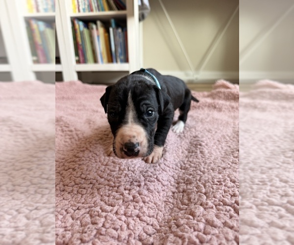 Medium Photo #2 Great Dane Puppy For Sale in BLYTHEWOOD, SC, USA