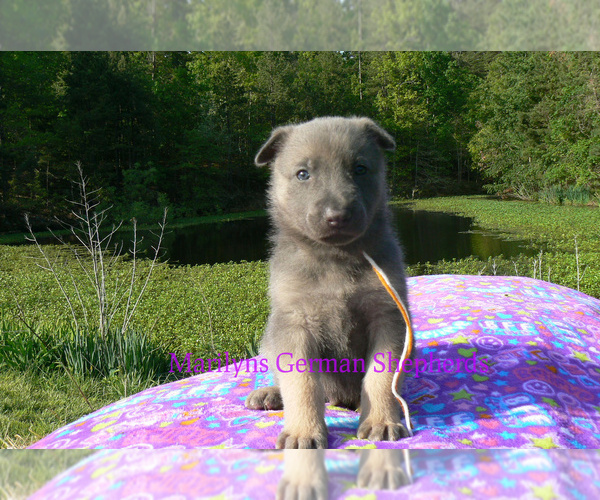 Medium Photo #4 German Shepherd Dog Puppy For Sale in PIEDMONT, MO, USA