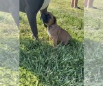 Small Photo #6 Boxer Puppy For Sale in CLAYTON, DE, USA