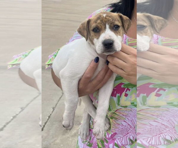 Medium Photo #22 Labrador Retriever-Unknown Mix Puppy For Sale in Rosenberg, TX, USA