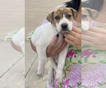 Small #21 Labrador Retriever Mix