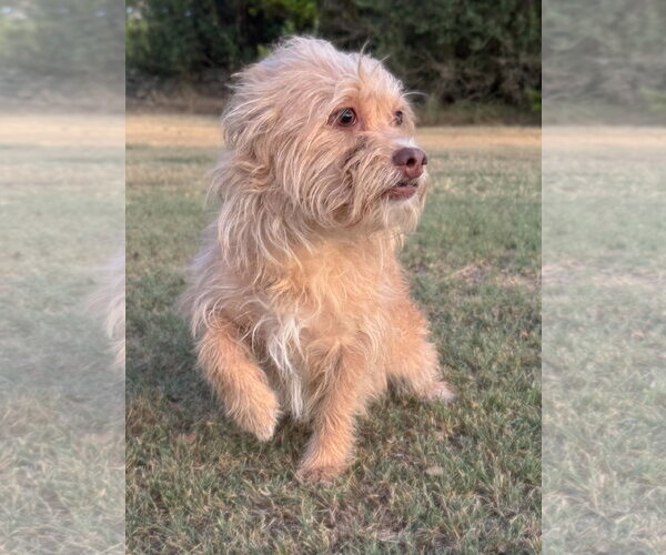 Medium Photo #2 Mutt Puppy For Sale in PIPE CREEK, TX, USA