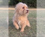 Small #1 Mutt