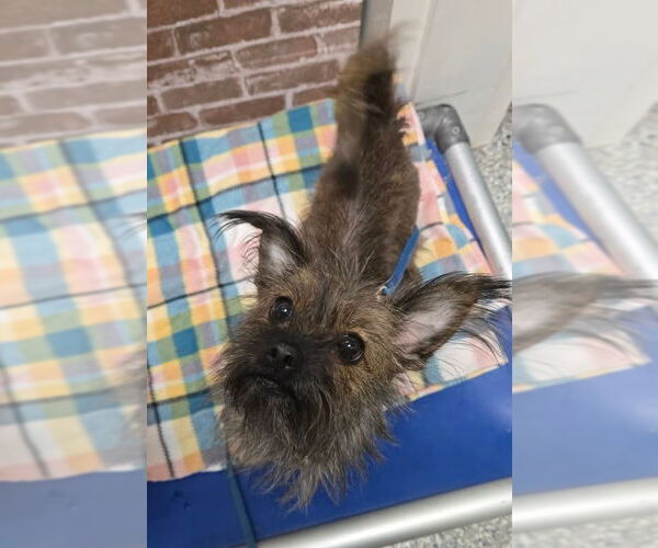 Medium Photo #3 Cairn Terrier-Unknown Mix Puppy For Sale in Sayreville, NJ, NJ, USA