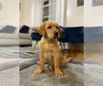 Small Photo #3 Labrador Retriever Puppy For Sale in CHATTANOOGA, TN, USA