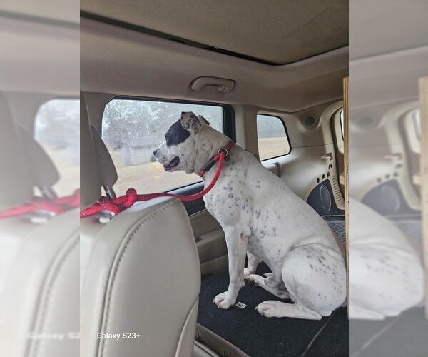 Medium Photo #21 American Bulldog-Labrador Retriever Mix Puppy For Sale in Atlanta, GA, USA