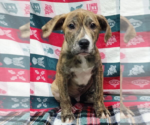 Medium Photo #2 Bulldog-Unknown Mix Puppy For Sale in Wetumpka, AL, USA