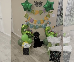 Father of the Goldendoodle puppies born on 04/20/2026