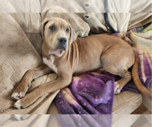 Staffordshire Bull Terrier-Unknown Mix Dogs for adoption in Raleigh, NC, USA