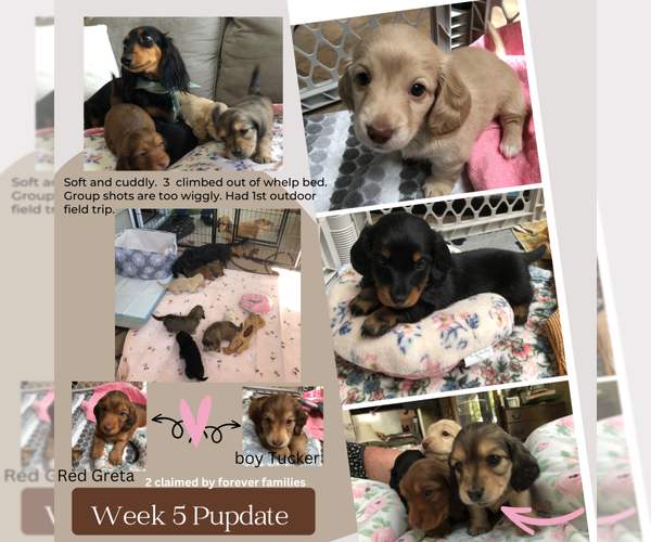 Medium Photo #8 Dachshund Puppy For Sale in ATASCADERO, CA, USA