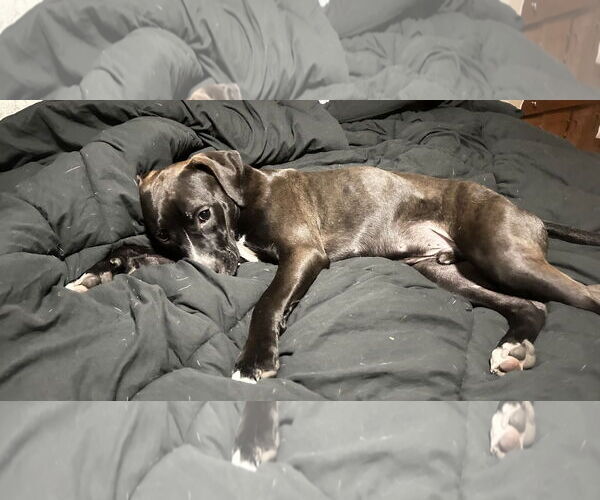 Medium Photo #6 Mutt Puppy For Sale in Plainfield, IL, USA