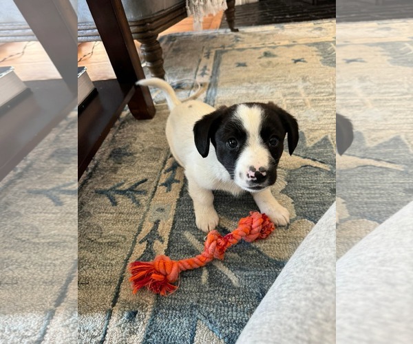 Medium Photo #5 Australian Shepherd-Unknown Mix Puppy For Sale in pomfret, CT, USA