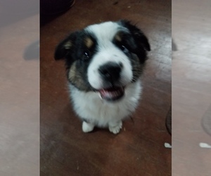 Australian Shepherd Puppy for sale in WILLIAMSBURG, CO, USA