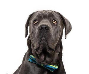 Mutt Dogs for adoption in Santa Maria, CA, USA