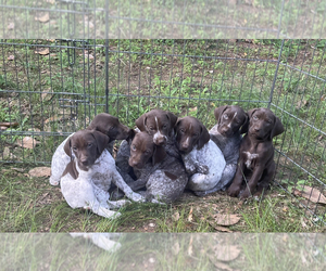German Shorthaired Pointer Puppy for sale in ATLANTA, GA, USA