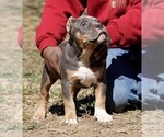 Small Photo #8 American Bully Puppy For Sale in BRANDYWINE, MD, USA