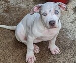 Small Photo #1 American Bully Puppy For Sale in MILILANI, HI, USA