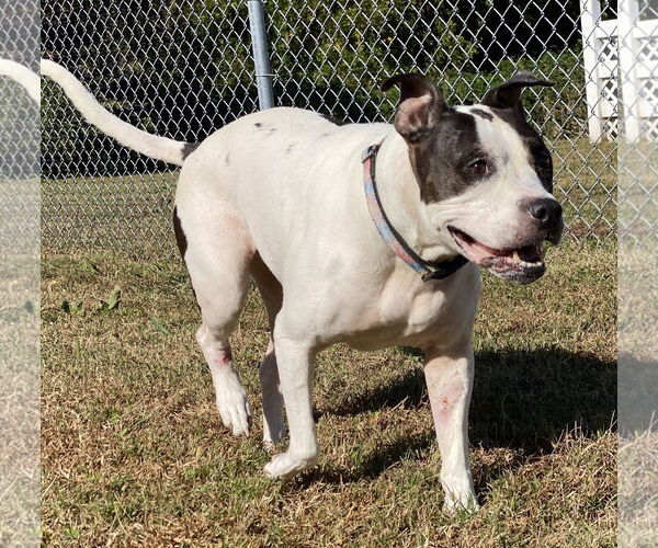 Medium Photo #1 American Pit Bull Terrier Puppy For Sale in Virginia Beach, VA, USA