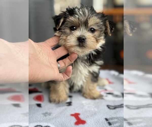 Medium Photo #1 Morkie Puppy For Sale in WOODSTOCK, IL, USA