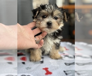 Morkie Puppy for Sale in WOODSTOCK, Illinois USA