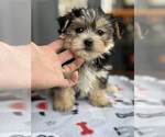 Image preview for Ad Listing. Nickname: Litter of 2