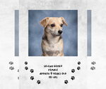 Selena Gomez - Female Chihuahua-Unknown Mix Dog for Adoption - Small photo