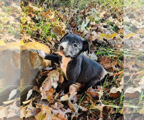 Medium Photo #3 Aussie Pyrenees Puppy For Sale in Claremore, OK, USA