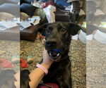 Small #2 American Pit Bull Terrier Mix