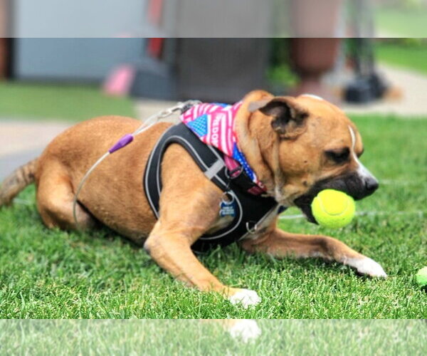 Medium Photo #11 Boxer-Unknown Mix Puppy For Sale in Sheboygan, WI, USA