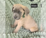 Small #3 Cane Corso