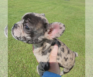 French Bulldog Puppy for sale in JAX, FL, USA