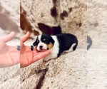 Puppy Franklin American Corgi