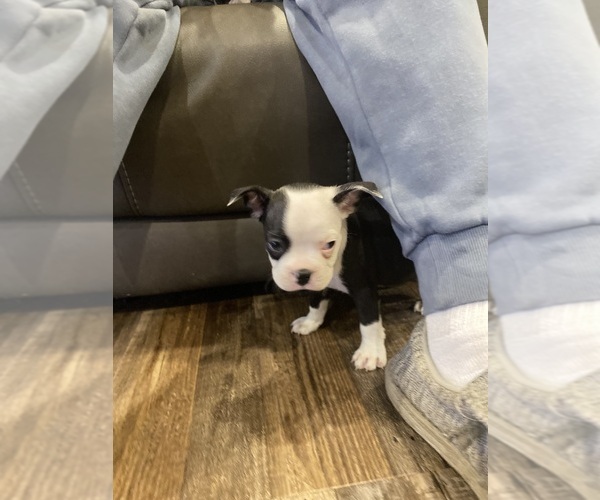 Medium Photo #6 Boston Terrier Puppy For Sale in FREDONIA, KS, USA