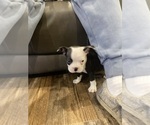 Small #5 Boston Terrier