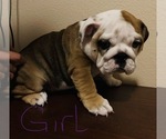 Small Photo #4 Bulldog Puppy For Sale in PARKER, CO, USA