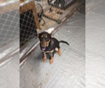 Small #1 Doberman Pinscher-German Shepherd Dog Mix