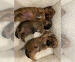 Small Photo #17 Shorkie Tzu Puppy For Sale in EDMOND, OK, USA