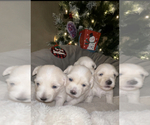 Small Photo #6 Maltipoo Puppy For Sale in BOCA RATON, FL, USA
