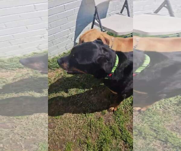 Medium Photo #4 Rottweiler-Unknown Mix Puppy For Sale in White Hall, AR, USA