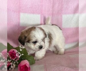 Zuchon Puppy for sale in ARTHUR, IL, USA