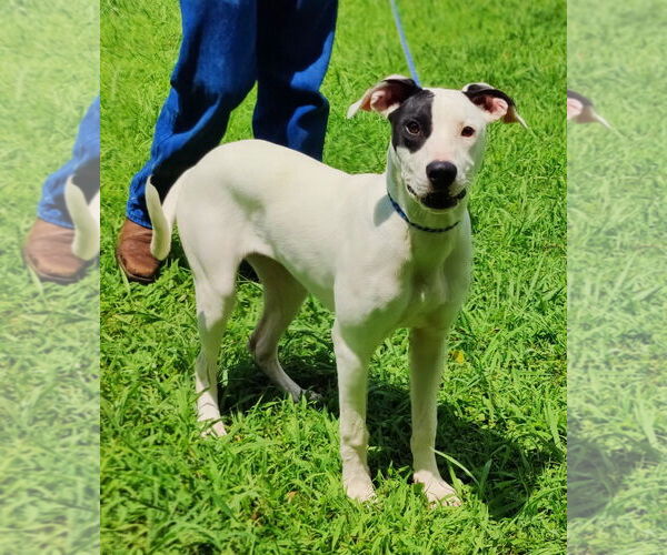Medium Photo #8 Great Dane-Pointer Mix Puppy For Sale in Talladega, AL, USA